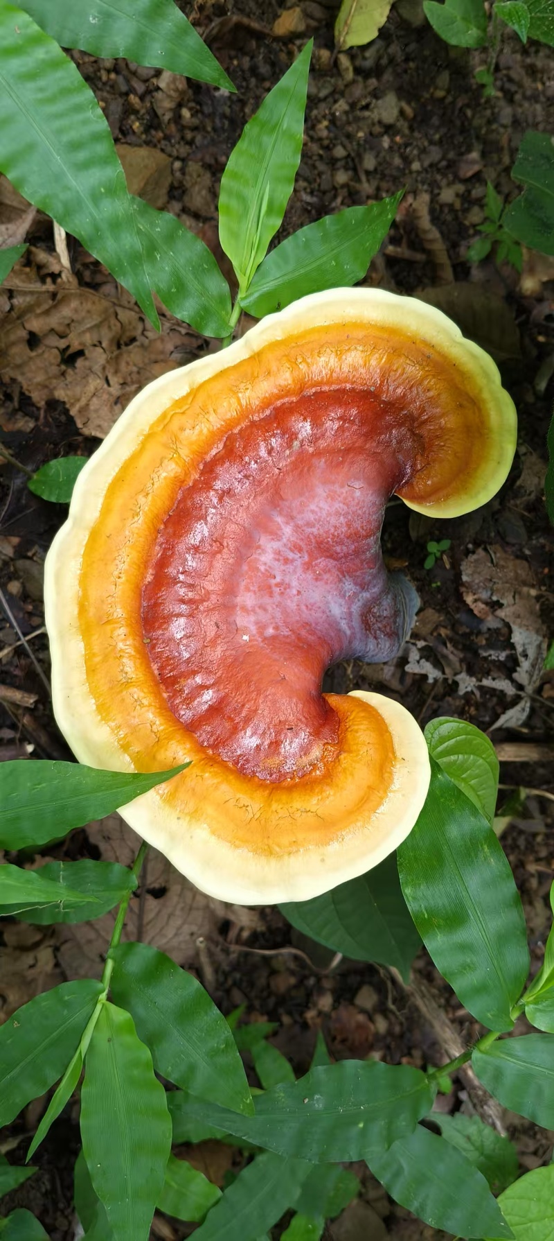 贵州省望谟县林下仿野生种植有赤灵芝。产地直供品质保证