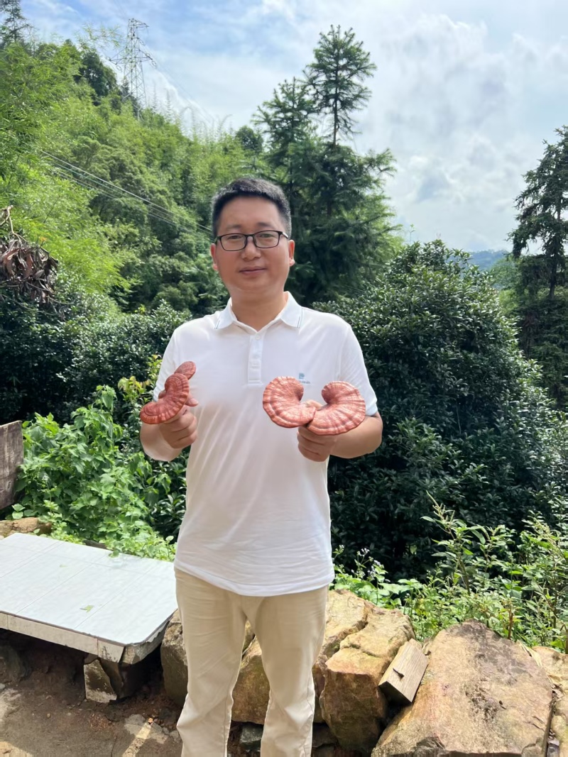 贵州省望谟县林下仿野生种植有赤灵芝。产地直供品质保证