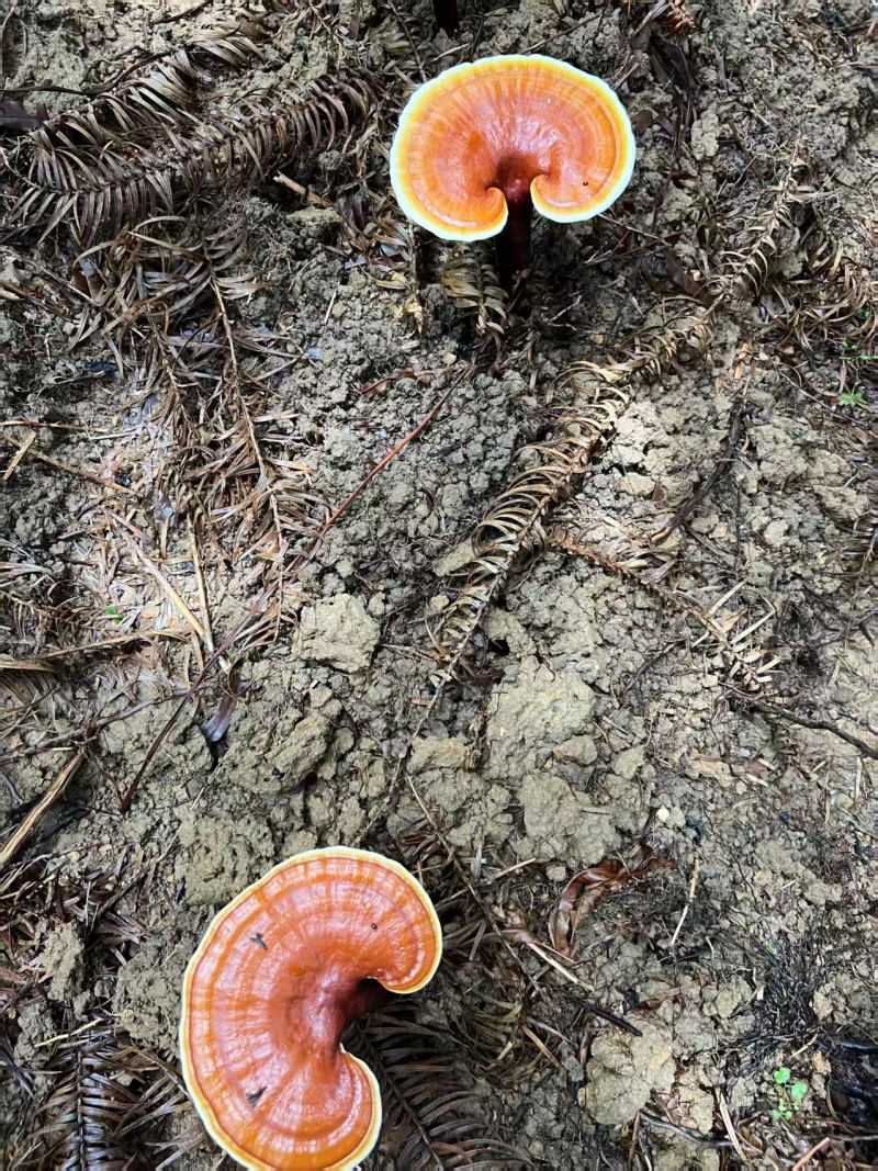 贵州省望谟县林下仿野生种植有赤灵芝。产地直供品质保证