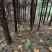 贵州省望谟县林下仿野生种植有赤灵芝。产地直供品质保证