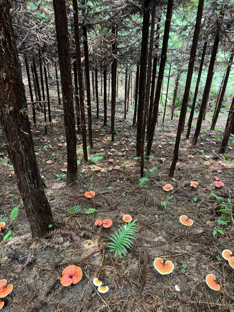 贵州省望谟县林下仿野生种植有赤灵芝。产地直供品质保证
