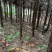 贵州省望谟县林下仿野生种植有赤灵芝。产地直供品质保证