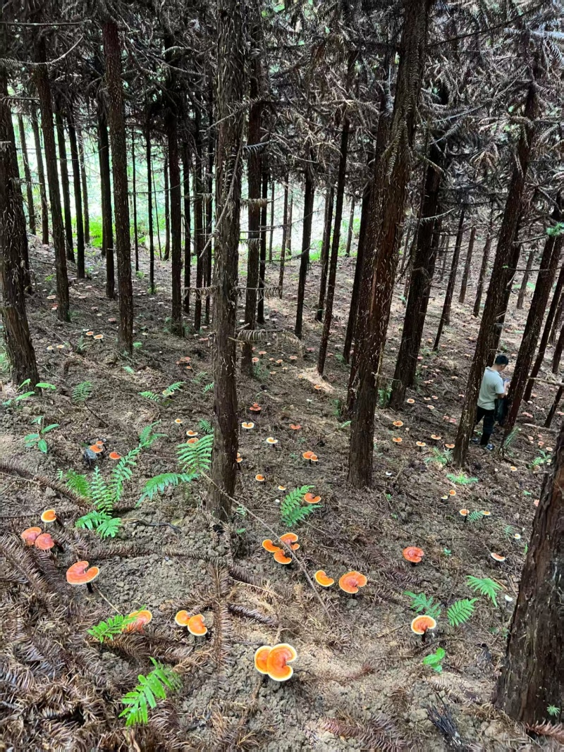 贵州省望谟县林下仿野生种植有赤灵芝。产地直供品质保证