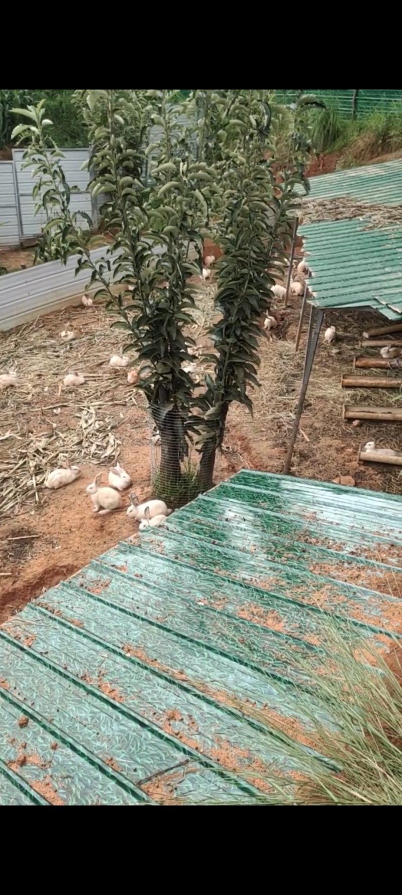 散养肉兔、种兔、小兔（比利时、新西兰、八点黑、青紫蓝等）