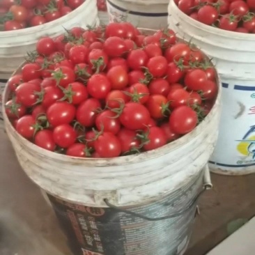 【推荐】元谋圣女果常年供应视频看货欢迎咨询