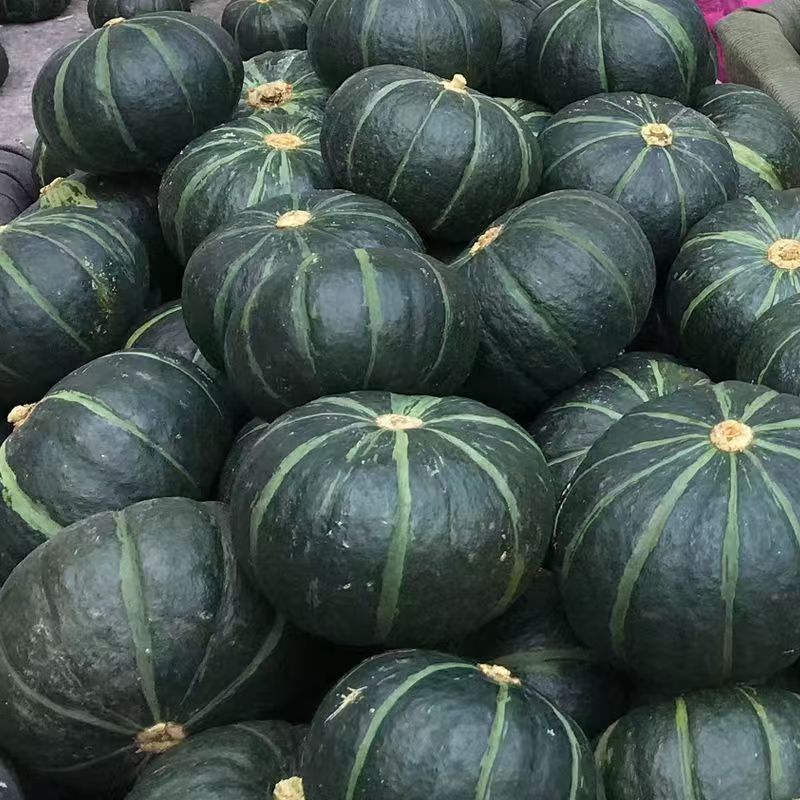 贝贝南瓜小南瓜大量供应全国发可视频看货欢迎来电采购