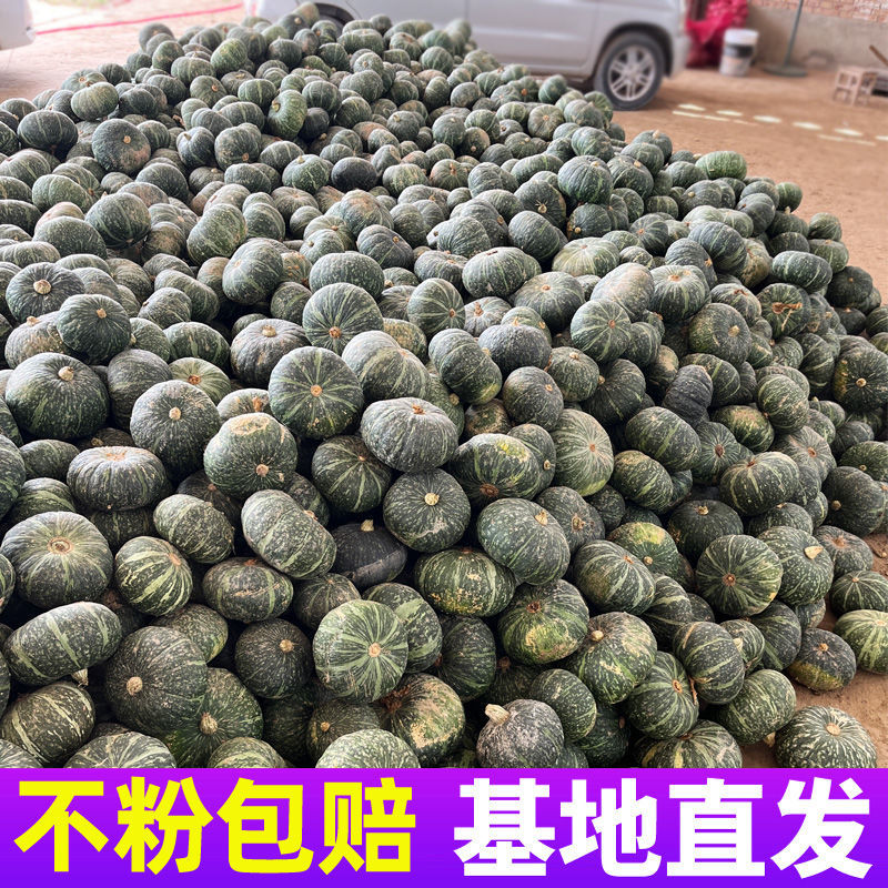 贝贝南瓜小南瓜大量供应全国发可视频看货欢迎来电采购
