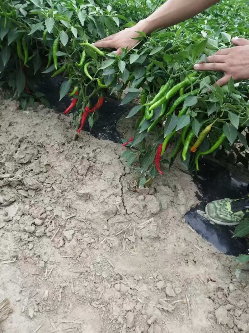 德州尖椒/山东鲜辣椒，价格美丽量大从优欢迎各位