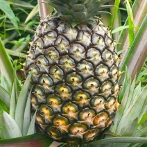 凤梨