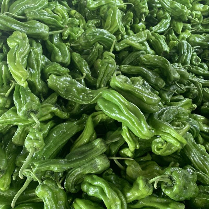 芜湖椒青椒薄皮椒鲜辣椒辣椒大量供应全国发货