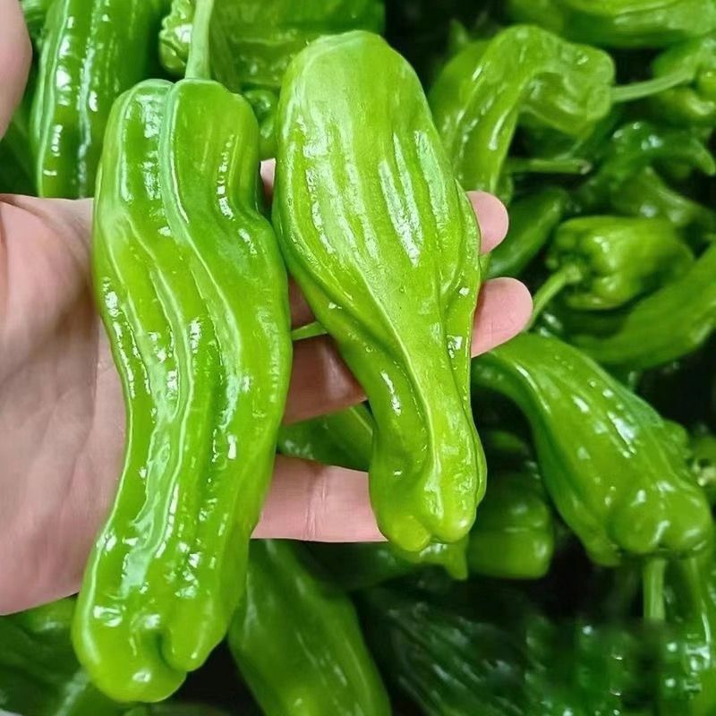 芜湖椒青椒薄皮椒鲜辣椒辣椒大量供应全国发货