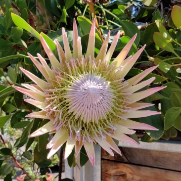 粉白帝王花袋苗用于园林工程绿化全国各地可发货