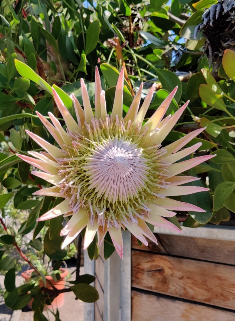粉白帝王花袋苗用于园林工程绿化全国各地可发货
