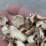 知母片，各种规格，产地直销，一手货源批发零售！