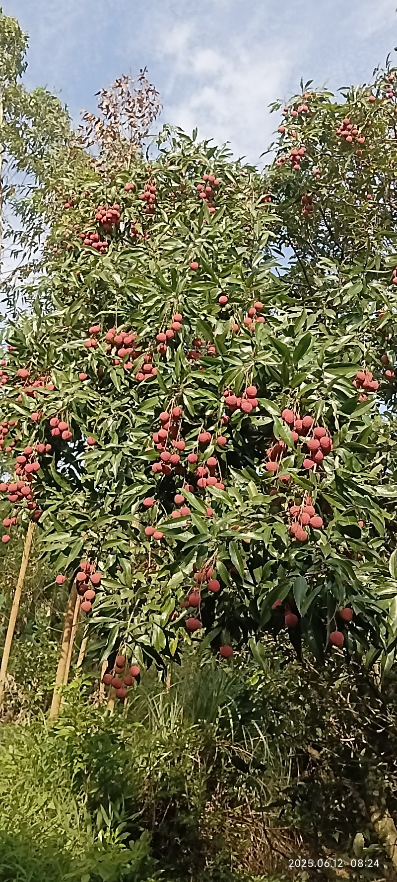 长滩黑叶荔枝