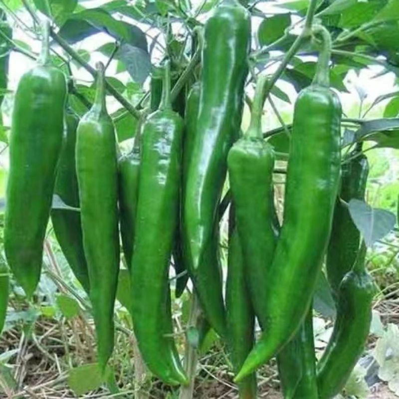 湘研55号辣椒农家自种产地直发中辣薄皮现摘现发新鲜