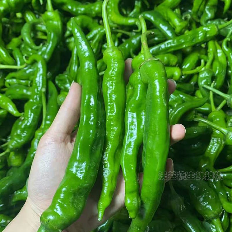 湘研55号辣椒农家自种产地直发中辣薄皮现摘现发新鲜
