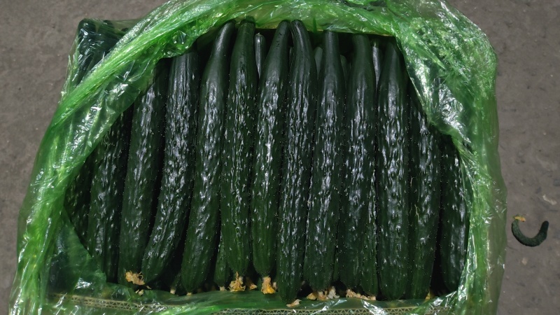 水黄瓜