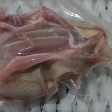 老鸽子，乳鸽，大量供应厂家直销价格优惠