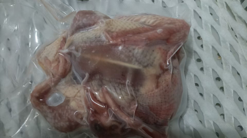 老鸽子，乳鸽，大量供应厂家直销价格优惠