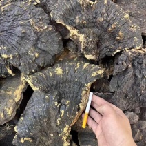 溥树灵芝基地直发对接全国保质保量售后无忧