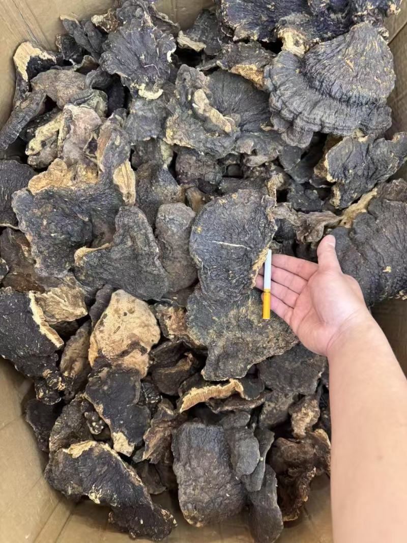 溥树灵芝基地直发对接全国保质保量售后无忧