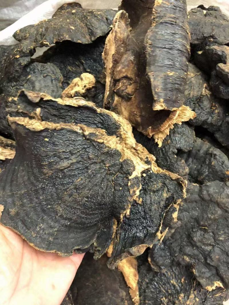 溥树灵芝基地直发对接全国保质保量售后无忧