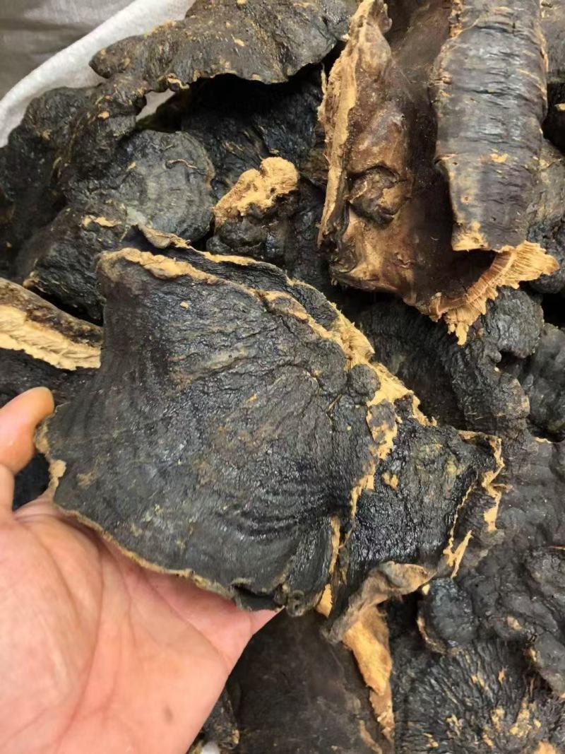 溥树灵芝基地直发对接全国保质保量售后无忧