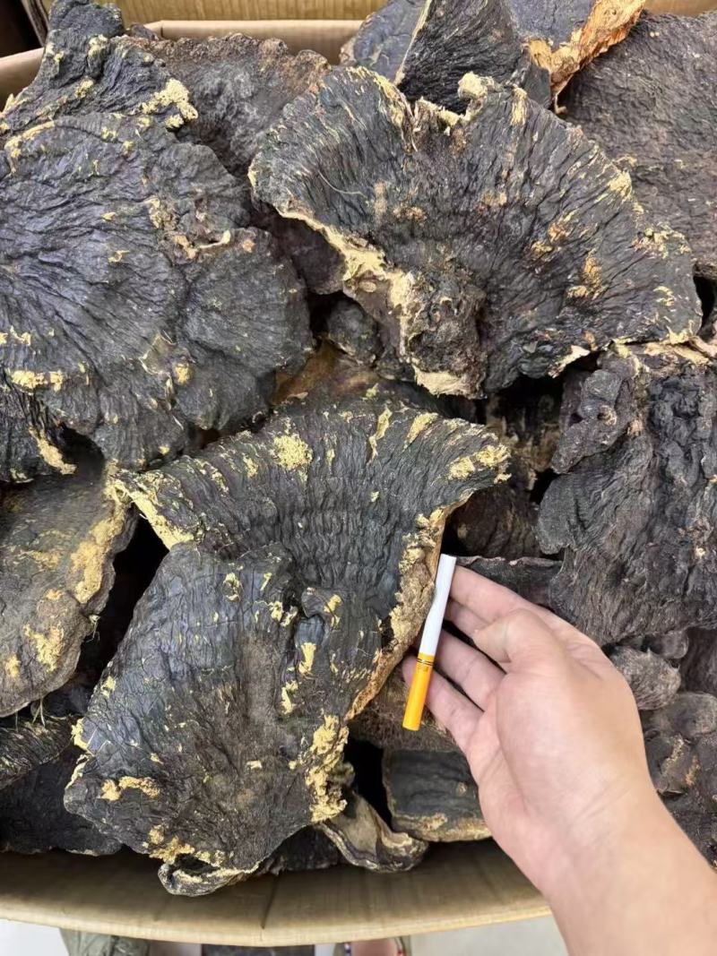 溥树灵芝基地直发对接全国保质保量售后无忧