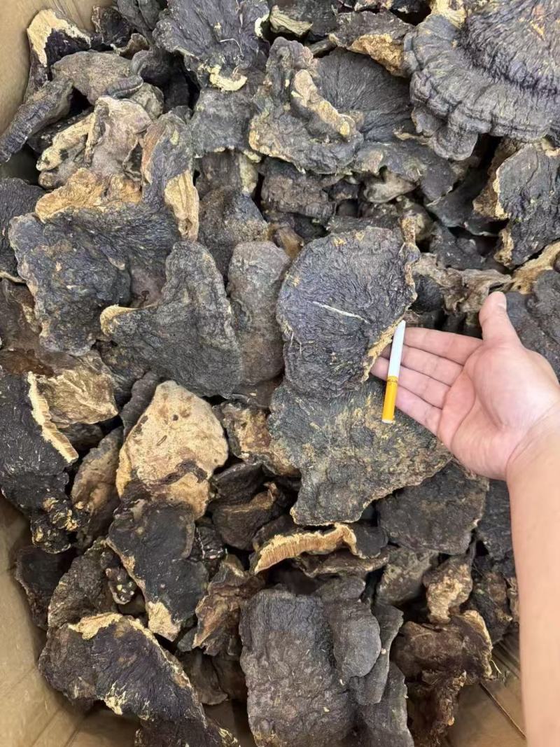 溥树灵芝基地直发对接全国保质保量售后无忧