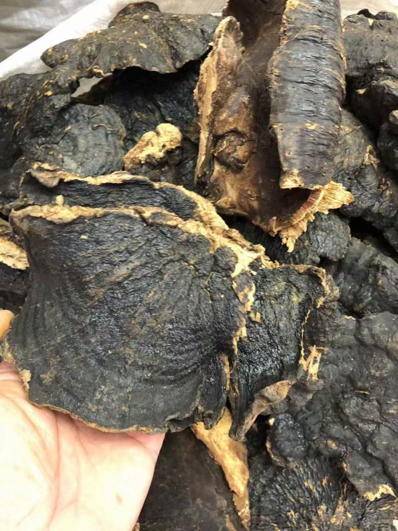 溥树灵芝基地直发对接全国保质保量售后无忧