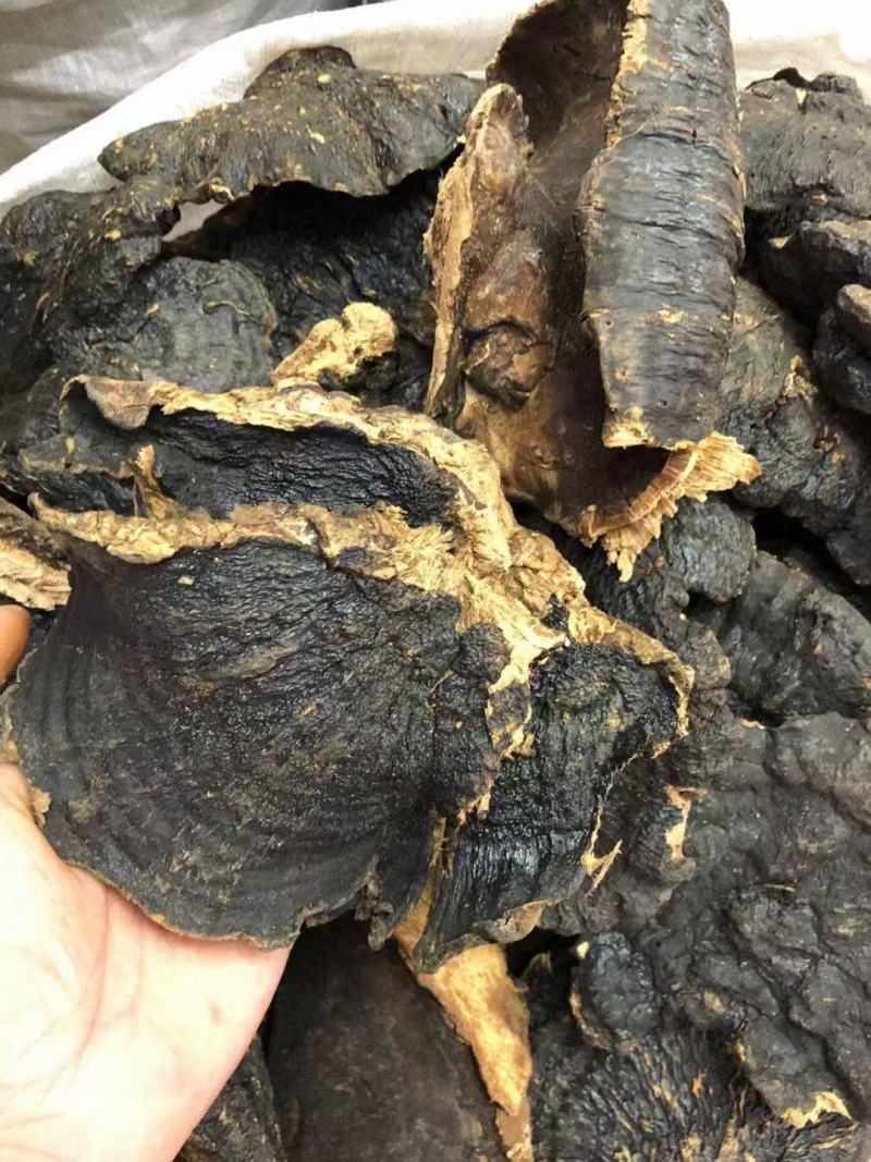 溥树灵芝基地直发对接全国保质保量售后无忧