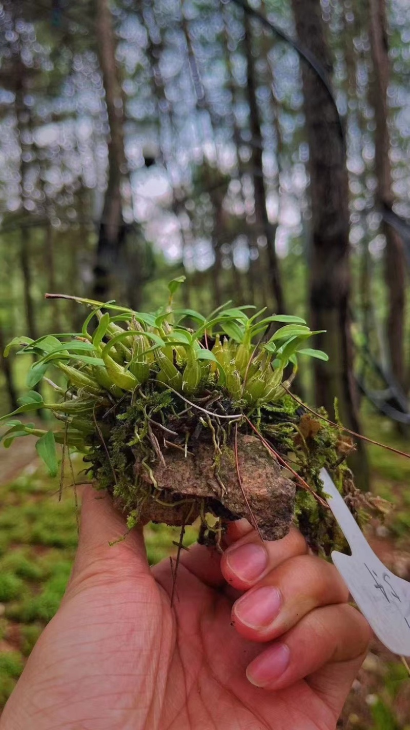 精品石斛花茶安徽产地直发量大从优对接全部客户