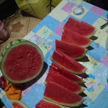 小拱棚金花西瓜