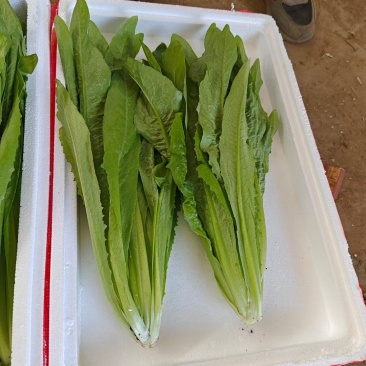 油麦菜，油麦