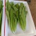 油麦菜，油麦