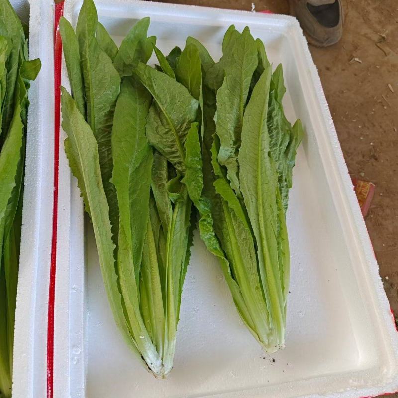 油麦菜，油麦