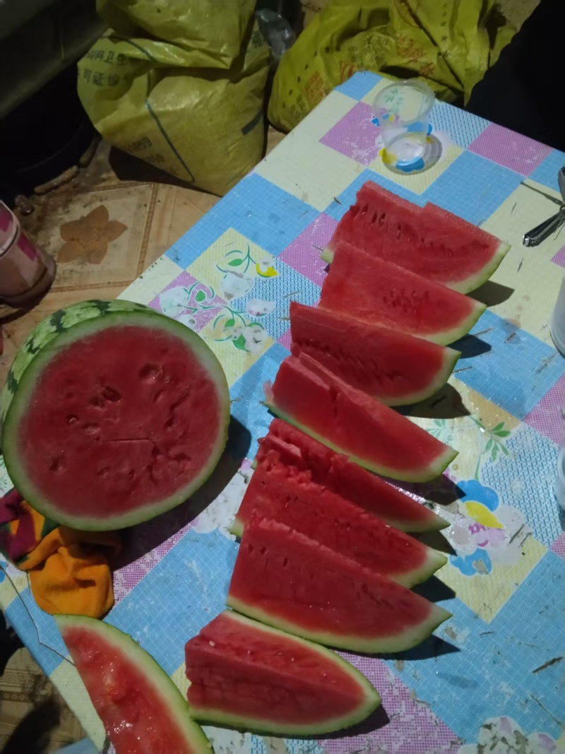 小拱棚金花西瓜