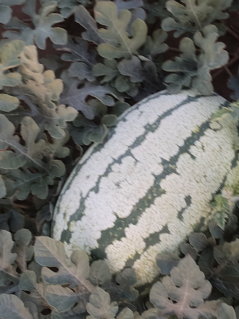 小拱棚金花西瓜