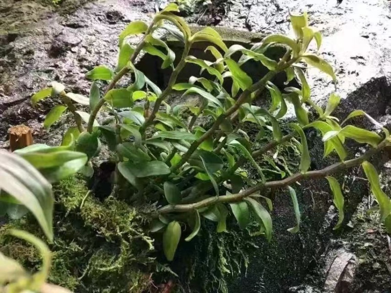 精品系列霍山石斛仿野生石斛枫斗石斛规格齐全