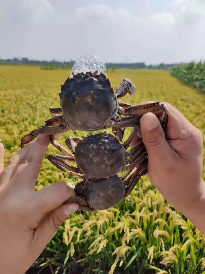 盘锦河蟹，产地直发各种规格，大量批发一手货源直供餐饮电商