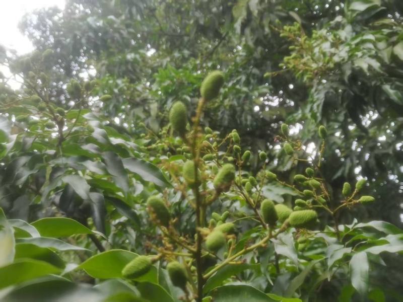 荔枝一件代发四川合江白糖罂荔枝产地直发抖音淘宝