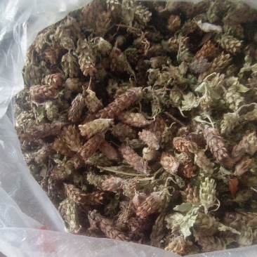 夏姑草求一手货源产地直发