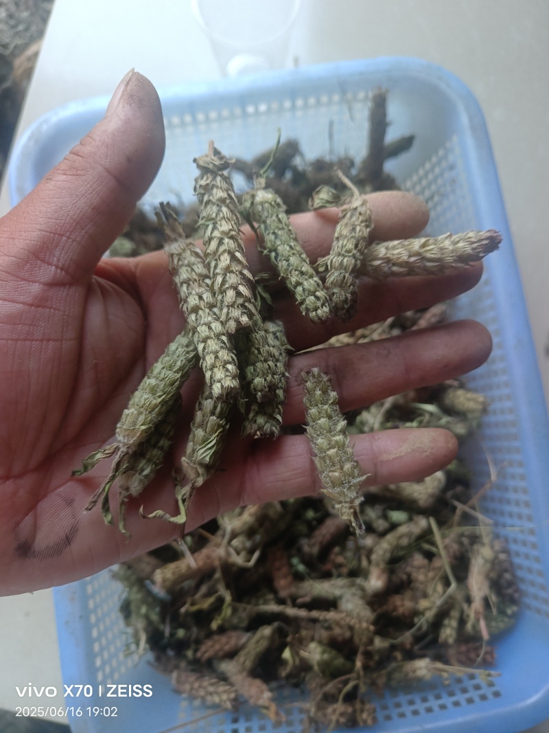 夏姑草求一手货源产地直发