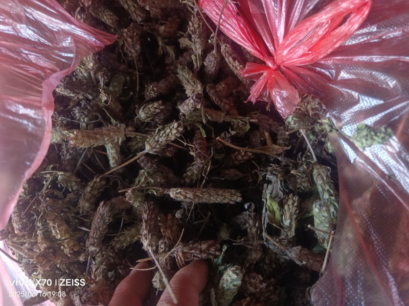 夏姑草求一手货源产地直发