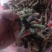 夏姑草求一手货源产地直发