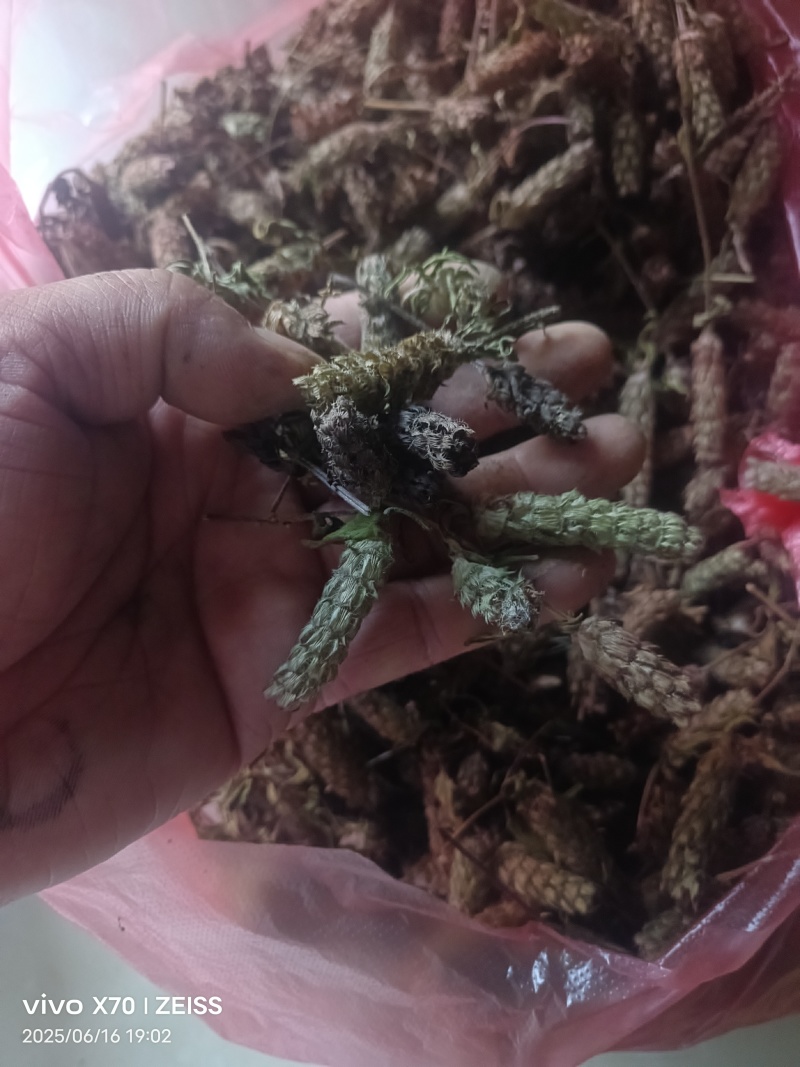 夏姑草求一手货源产地直发