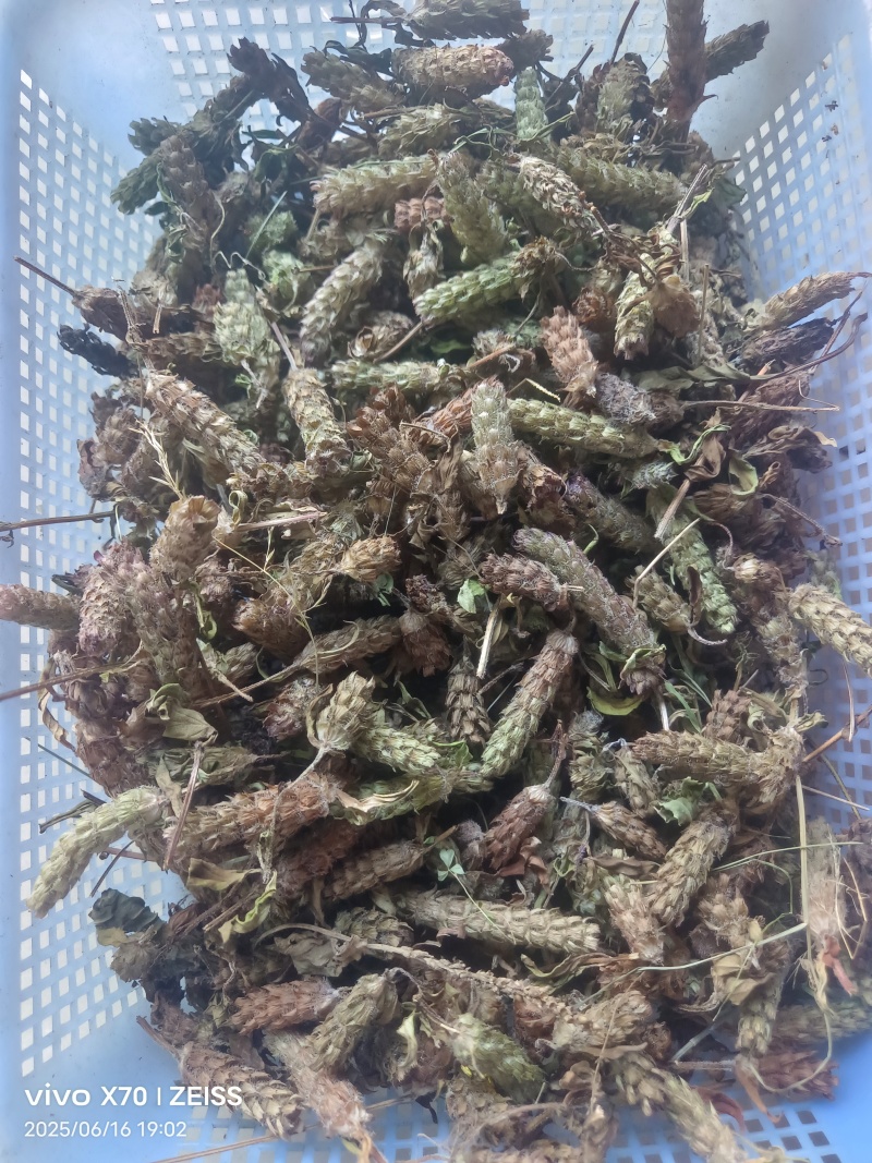 夏姑草求一手货源产地直发