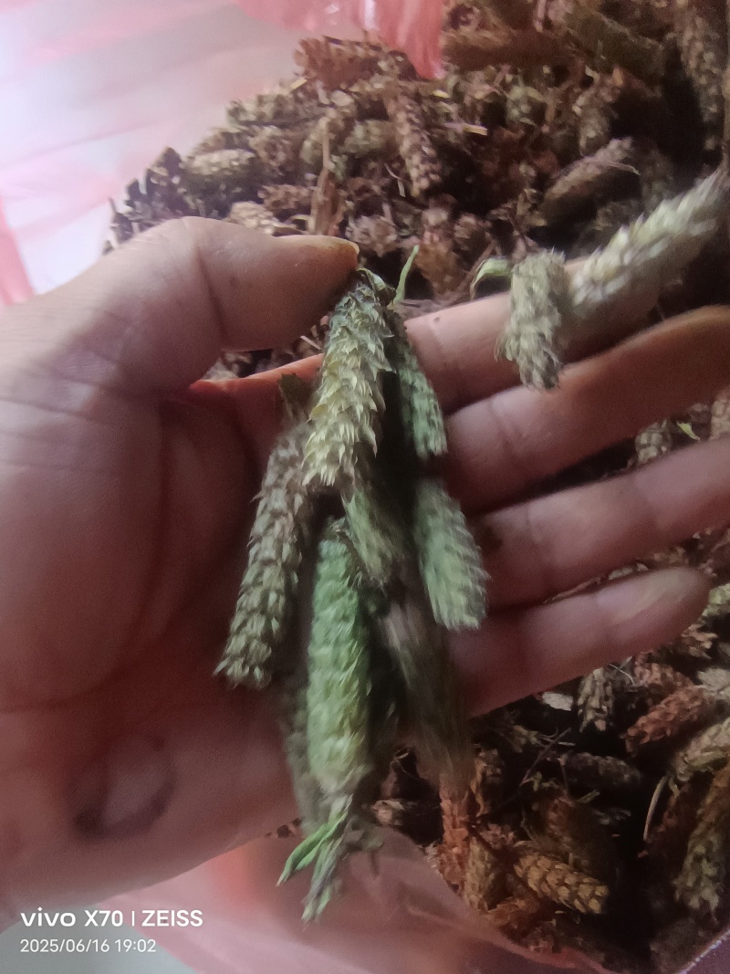 夏姑草求一手货源产地直发