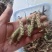 夏姑草求一手货源产地直发